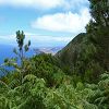 Plants: image 101 Of 131 Thumb